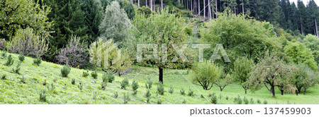 Garden with appletrees Garden with appletrees 137459903