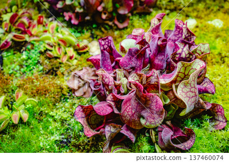 Tropical forest with carnivorous plants Tropical forest with carnivorous plants 137460074