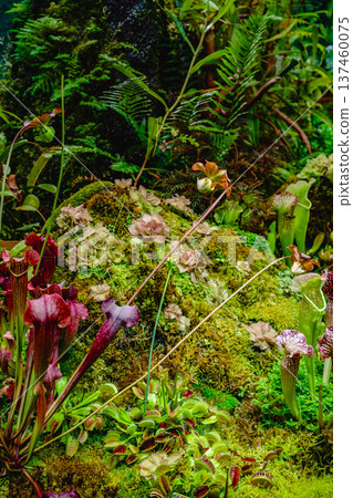 Tropical forest with carnivorous plants 137460075