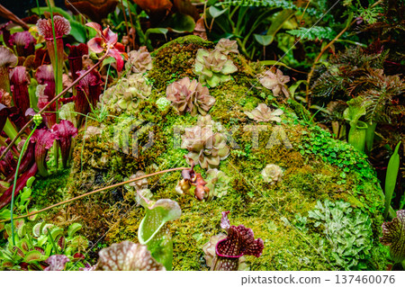 Tropical forest with carnivorous plants Tropical forest with carnivorous plants 137460076
