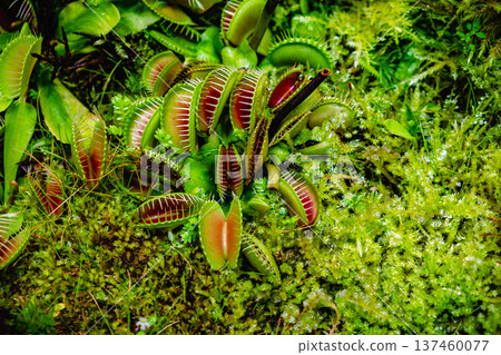 Tropical forest with carnivorous plants 137460077