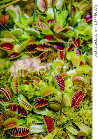 Tropical forest with carnivorous plants Tropical forest with carnivorous plants 137460078