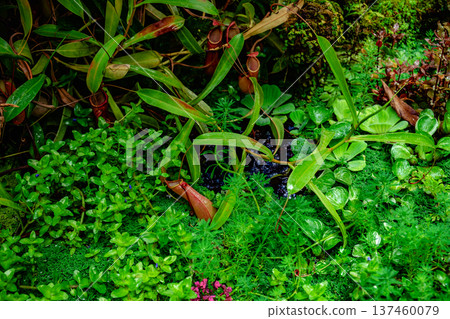 Tropical forest with carnivorous plants 137460079