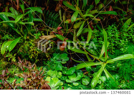 Tropical forest with carnivorous plants 137460081