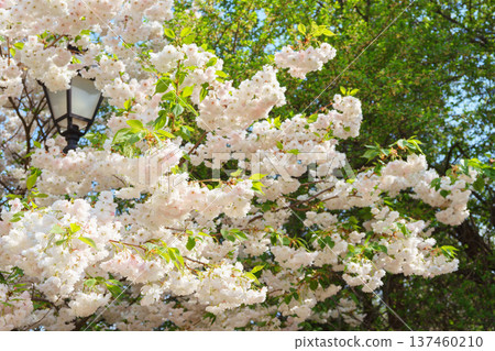 White cherry flowers on tree branch in spring garden with soft sun light and bokeh background White cherry flowers on tree branch in spring garden with soft sun light and bokeh background 137460210