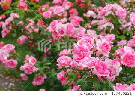 Branch of soft pink rose flowers blooming in garden with green leaves and natural background Branch of soft pink rose flowers blooming in garden with green leaves and natural background 137460221