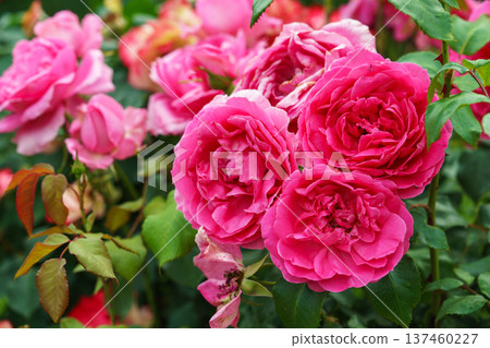 Branch of soft pink rose flowers blooming in garden with green leaves and natural background Branch of soft pink rose flowers blooming in garden with green leaves and natural background 137460227