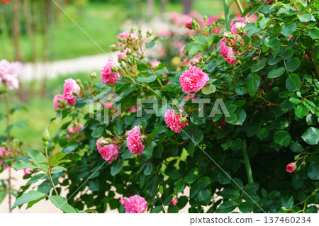 Branch of soft pink rose flowers blooming in garden with green leaves and natural background Branch of soft pink rose flowers blooming in garden with green leaves and natural background 137460234