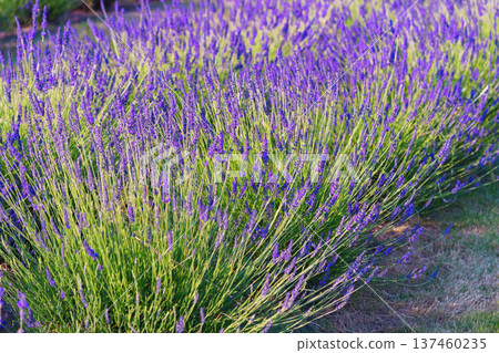 Blooming lavender medicinal herb bush with aromatic purple flowers in sunny summer garden landscape 137460235