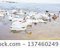 Large bird family, flock of white mute swans swimming together on icy winter lake, wildlife scene 137460249