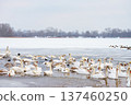 Large bird family, flock of white mute swans swimming together on icy winter lake, wildlife scene 137460250
