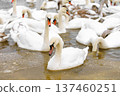 Large bird family, flock of white mute swans swimming together on icy winter lake, wildlife scene 137460251