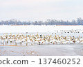 Large bird family, flock of white mute swans swimming together on icy winter lake, wildlife scene 137460252