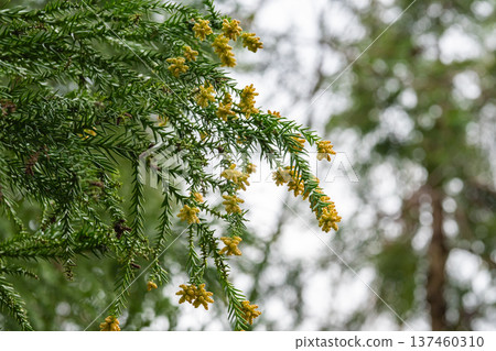 Cedar cedar flowers pollen Cedar cedar flowers pollen 137460310
