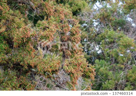 Cedar cedar flowers pollen 137460314