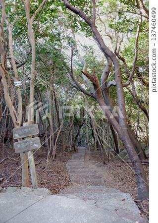 Approach to Ryugu Shrine, Tosashimizu City, Kochi Prefecture Approach to Ryugu Shrine, Tosashimizu City, Kochi Prefecture 137460499