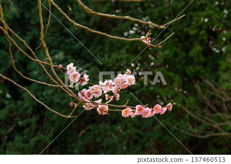 Red plum that announces the arrival of spring 137460513