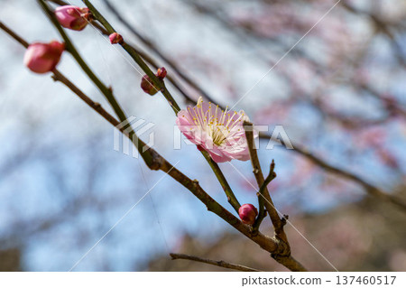 梅花開始綻放 梅花開始綻放 137460517