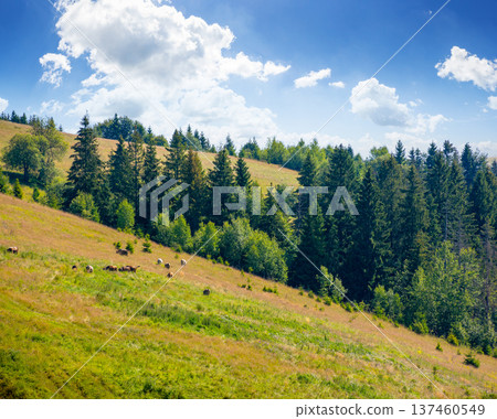 coniferous forest on the steep hillside meadow in summer. carpathian mountain landscape of ukraine. beautiful nature scenery on a sunny day. green environment open vista with fir trees near pasture coniferous forest on the steep hillside meadow in summer. carpathian mountain landscape of ukraine. beautiful nature scenery on a sunny day. green environment open vista with fir trees near pasture 137460549