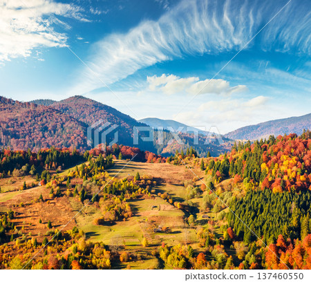 rural area in carpathian mountains autumn landscape on a sunny afternoon. beautiful countryside scenery ukraine with rolling hills under blue sky. picturesque grassy pasture on the slope near forest 137460550
