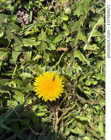 Yellow dandelion flower growing among green grass with a small insect on the blossom. Wild nature detail, pollination ecology, spring biodiversity and natural meadow ecosystem concept. Yellow dandelion flower growing among green grass with a small insect on the blossom. Wild nature detail, pollination ecology, spring biodiversity and natural meadow ecosystem concept. 137460621