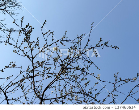 Blooming tree branches with delicate white flowers against a clear blue spring sky. Seasonal renewal, nature awakening, botanical growth and peaceful springtime atmosphere in natural landscape. 137460634