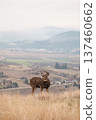 Standing Deer 137460662