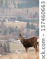 male deer 137460663