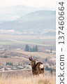 Deer buttocks 137460664