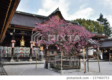 北野天滿宮的神樹飛梅樹與參拜殿(京都市上京區) 北野天滿宮的神樹飛梅樹與參拜殿(京都市上京區) 137460753