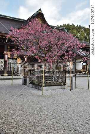 北野天滿宮的神樹飛梅樹與參拜殿(京都市上京區) 北野天滿宮的神樹飛梅樹與參拜殿(京都市上京區) 137460754