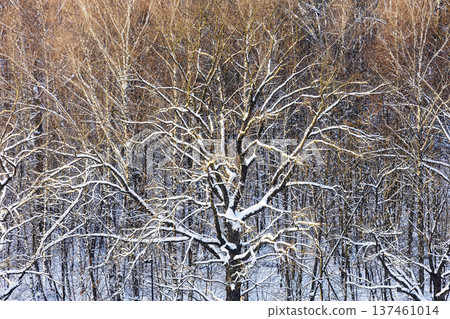 above view of sunlit snow-covered oak tree in park 137461014