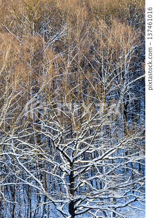 top view of snowy oak tree in sunlit city park top view of snowy oak tree in sunlit city park 137461016