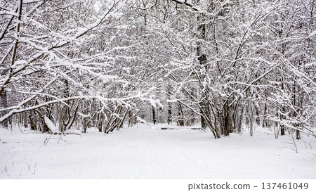 panoramic view of wide snowy way in park 137461049