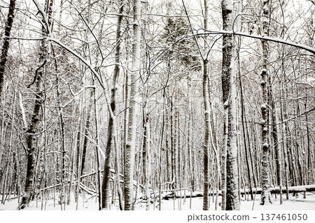 snow-covered grove in forest of city park 137461050