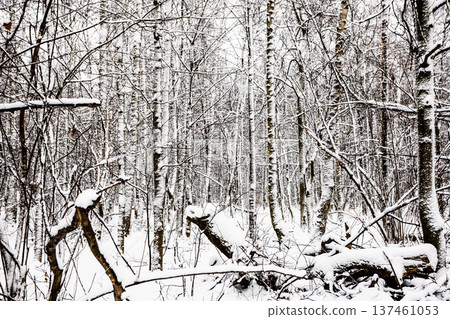 snow-covered broken and sawn trees in city park snow-covered broken and sawn trees in city park 137461053