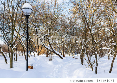 pathway trodden through snowdrifts in city park 137461071