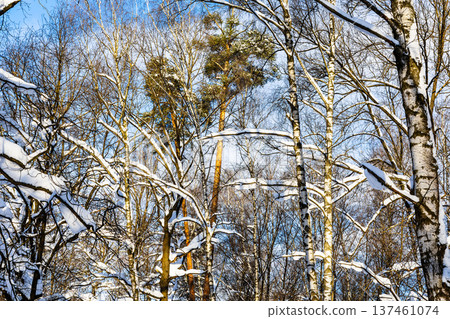 tops of pine trees in snowy forest of city park tops of pine trees in snowy forest of city park 137461074