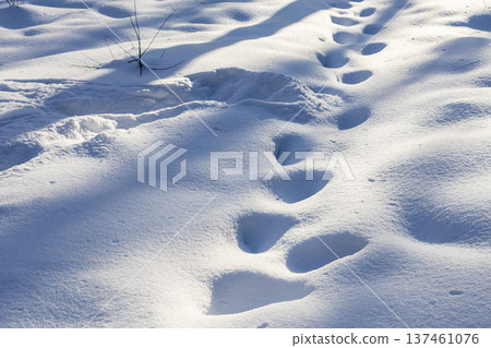 footprints in deep snowdrifts in snowy forest 137461076