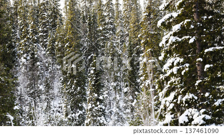 background from snow-covered coniferous forest background from snow-covered coniferous forest 137461090