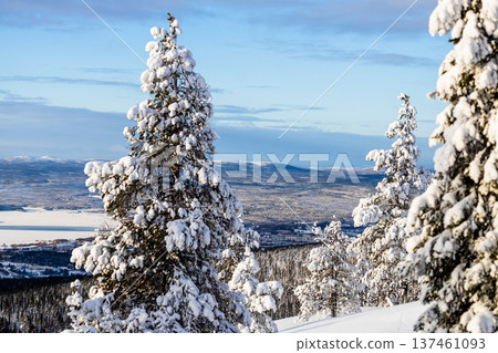 snowy trees on hill over Kandalaksha in winter snowy trees on hill over Kandalaksha in winter 137461093