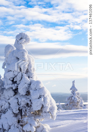 snowy tree on mount near Kandalaksha in winter snowy tree on mount near Kandalaksha in winter 137461096