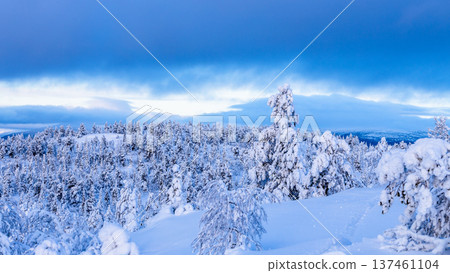 panoramic view snow-covered forest on snowy hill panoramic view snow-covered forest on snowy hill 137461104