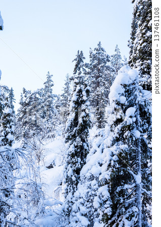 snowy spruce trees and blue sky in winter dusk snowy spruce trees and blue sky in winter dusk 137461108