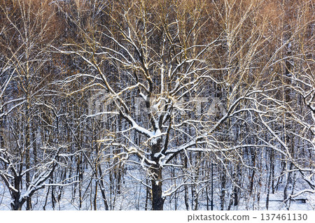 top view of sunlit snow-covered oak tree in forest top view of sunlit snow-covered oak tree in forest 137461130