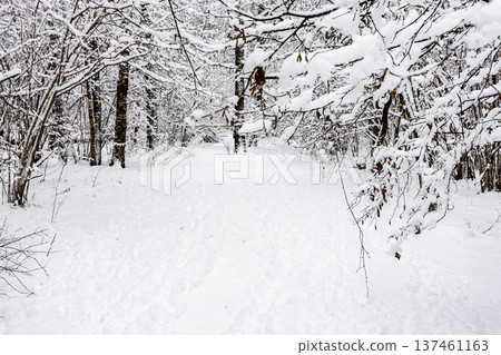 snow-covered pathway in snowy forest of city park snow-covered pathway in snowy forest of city park 137461163
