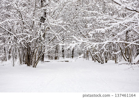 view of wide snow-covered way in snowy park 137461164