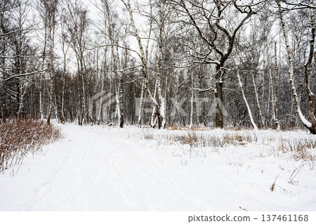 snow-covered clearing in grove of city park snow-covered clearing in grove of city park 137461168