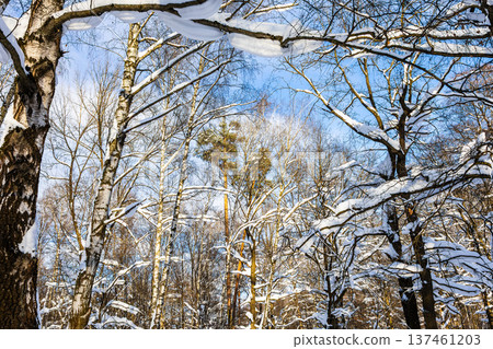 branches and tops of pine trees in snowy forest 137461203