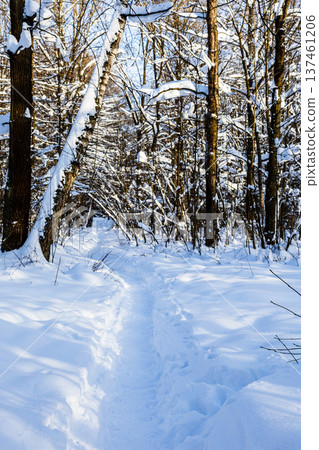 deep pathway in snowy forest of city park 137461206